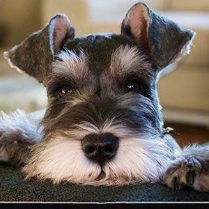 Meet your Posher, Sonia